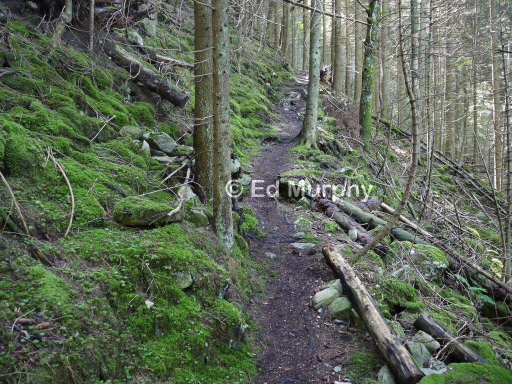 The woodland path down from the Grippeli Saddle on the Simmenfluh