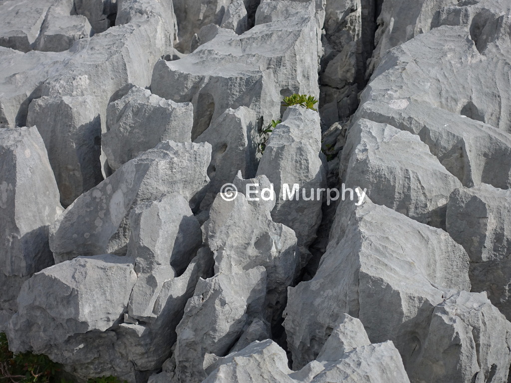 Erosion patterns in Schrattenflue limestone