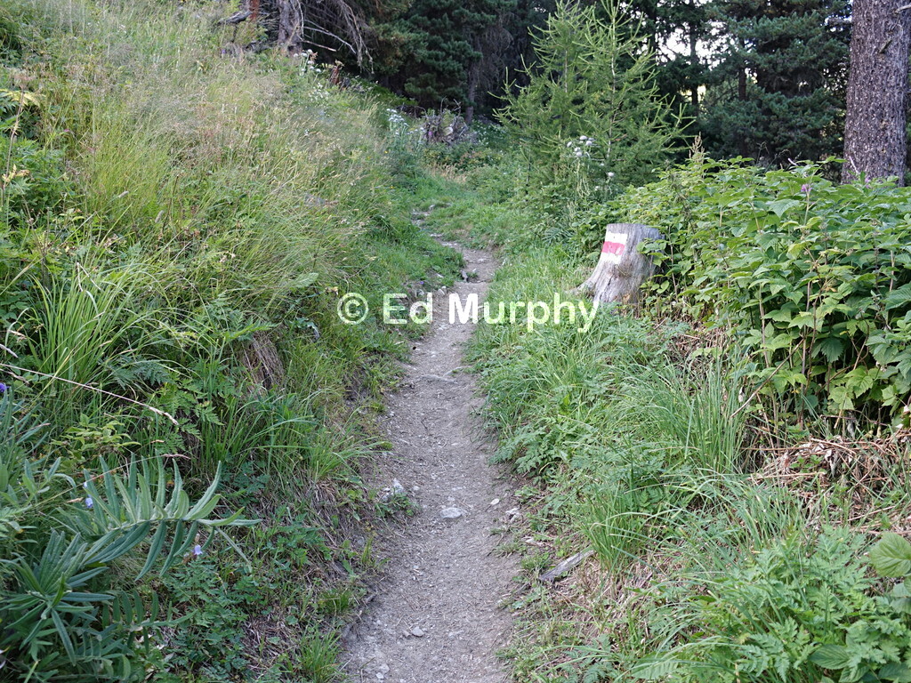 Easy woodland path above Samedan
