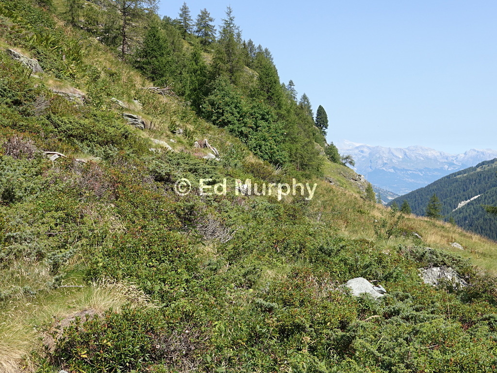 Pathless bush and grass in the Val Dixence