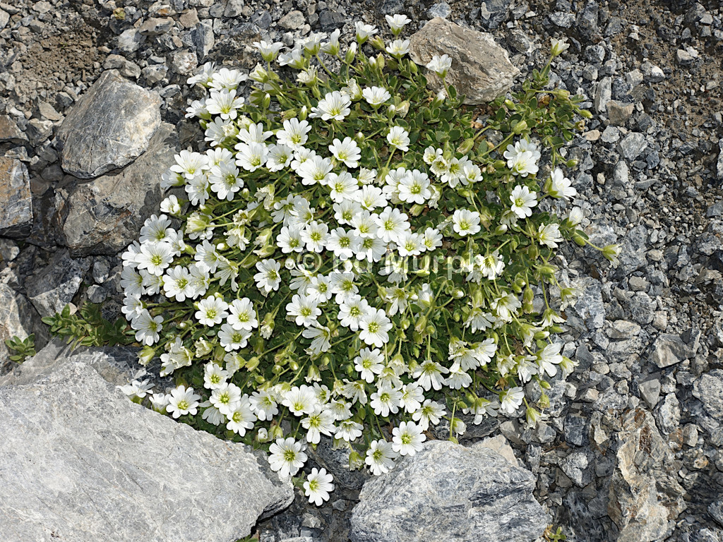 Plants growing on the summit of Piz Umbrail