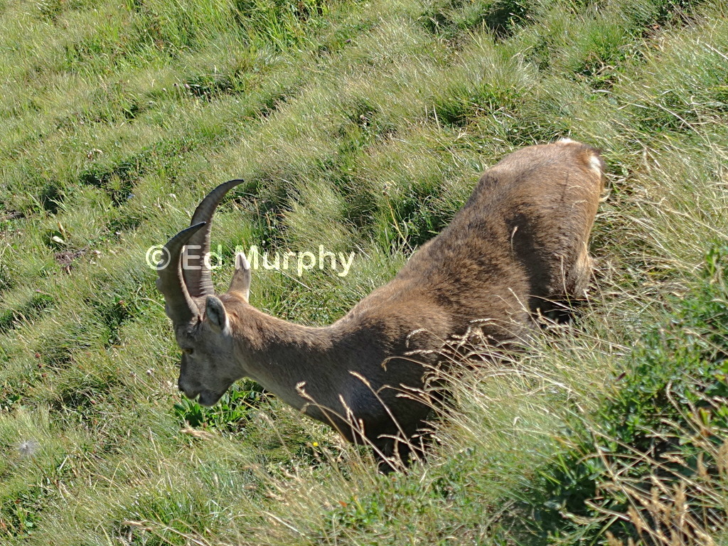 An ibex below the summit of the Vanil Noir